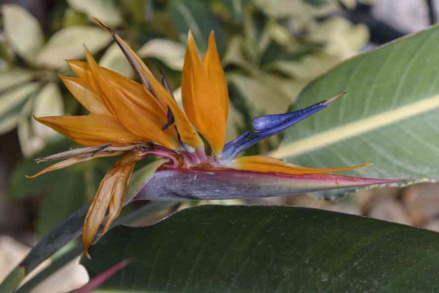 Flor del Paraiso - Elche - Alicante - Comunidad Valenciana - España 3 .jpg